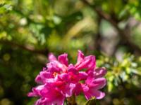 Alpenrosen Blüten